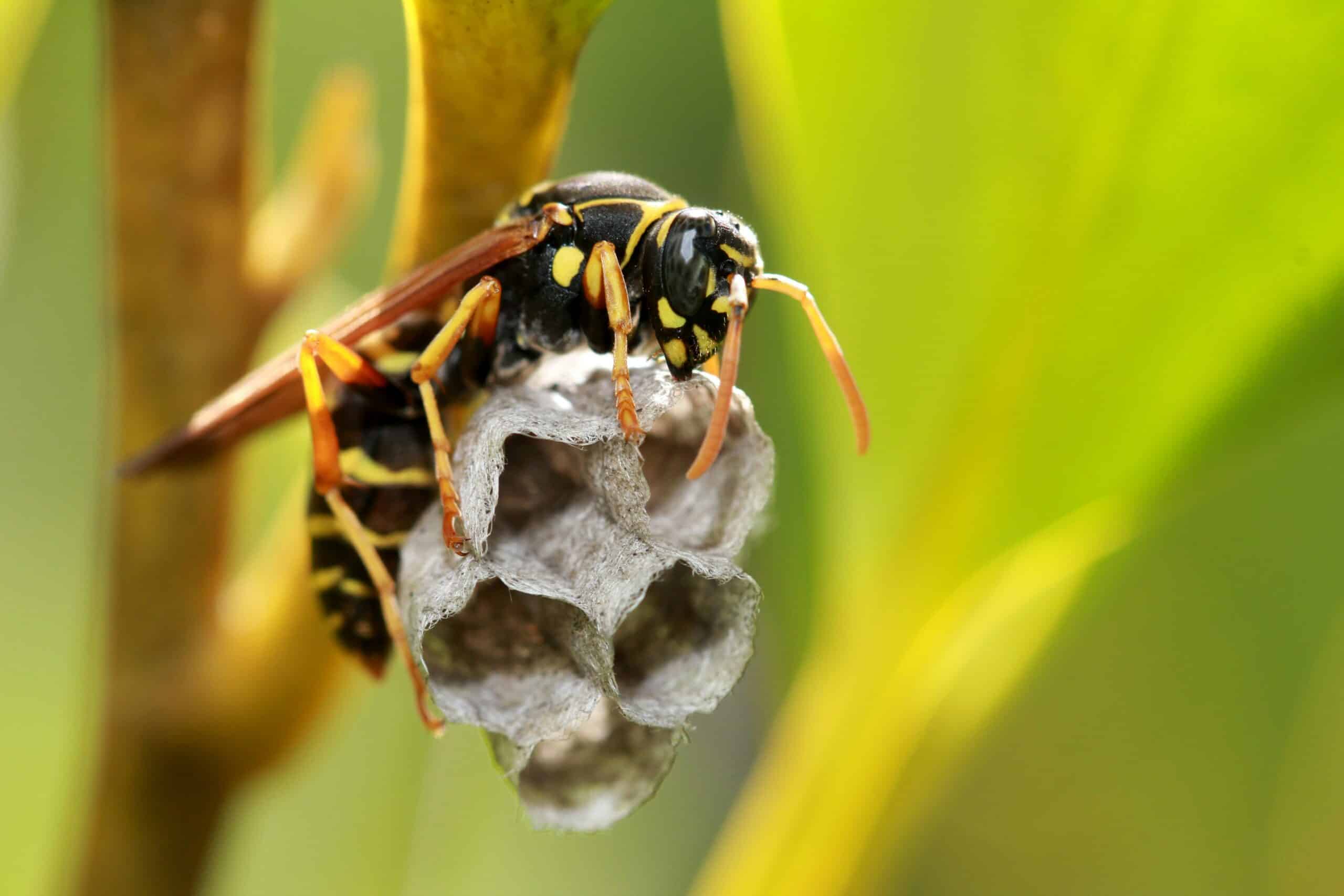 3 Tips to Extend the Life of your Exterior Paint - Insect Nests 1 scaled